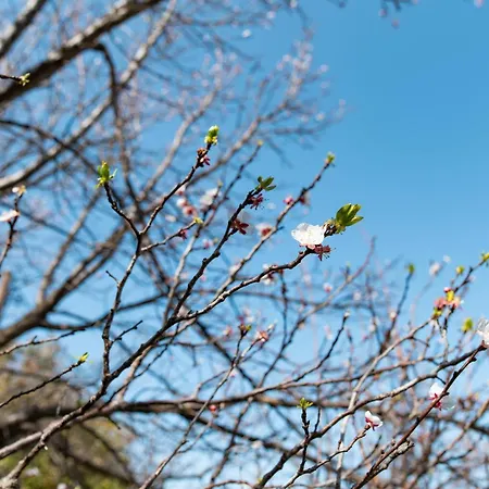 Dom wakacyjny Kos Dream Beachwalk Zipárion